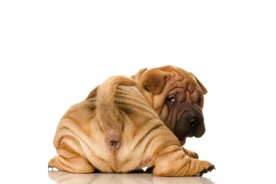 Animals Dogs White Backgrounds Wallpapers