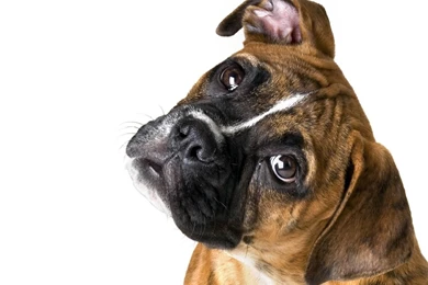 Cute Boxer On A White Backgrounds Wallpapers And Images ...