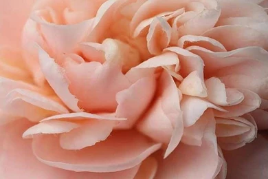 Free Download 25 Best Peach Flower HD Wallpapers 2015