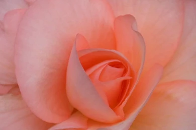 Hottest Wallpapers: Rose Wallpapers