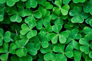 iPhone 6s Leaves Wallpapers HD • IPhones Wallpapers