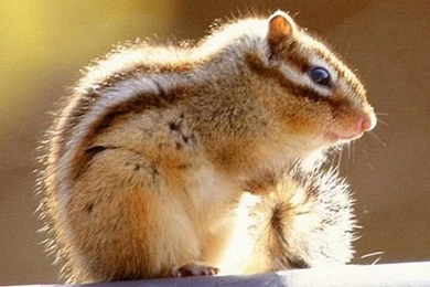 Free Wallpapers For All   Cute Little Squirrel Animal