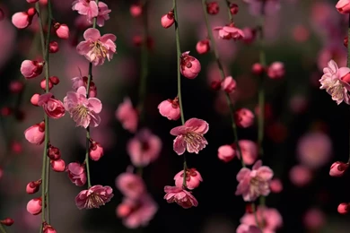 Free Wallpaper Backgrounds For Laptops Wallpapers Cave