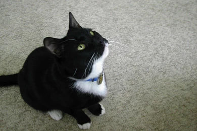 Tuxedo Cat Desktop Wallpapers