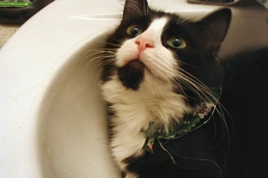 File:Bicolor Tuxedo Cat.jpg   Wikimedia Commons