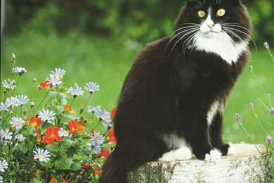 Tuxedo Cat Desktop Wallpaper 3.jpg