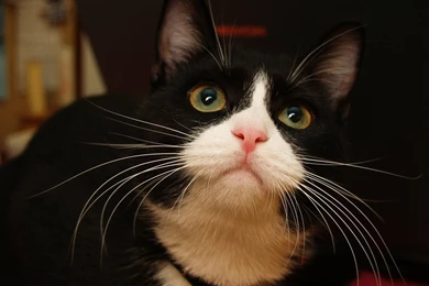 Cat Stretching High For Hug Is Possibly The Cutest Cat Video EVER ...