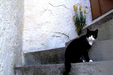 Tuxedo Cat Favourites By Pewdiepie Fan390 On DeviantArt