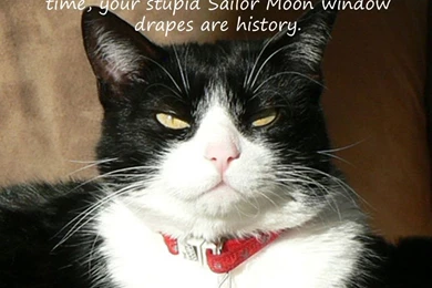 Angry Tuxedo Cat By NewportMuse On DeviantArt