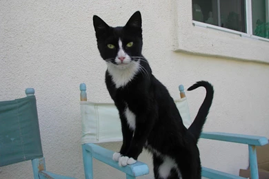 My Cats – The Bitch And The Tuxedo