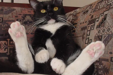 Join Anime Kida The Anime Social Network ▣ 5 Star Tuxedo Cats