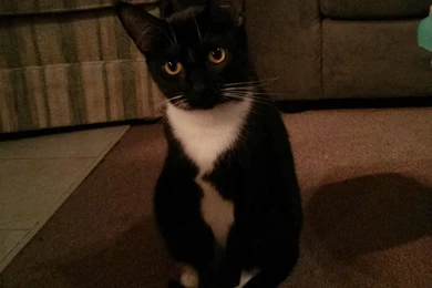 I Don't Know Why, But My Cat Almost Always Has To Sit On Her Tail ...