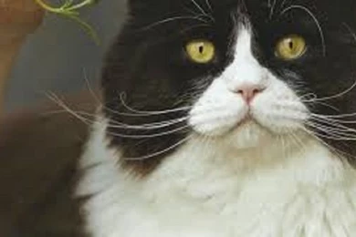 Tuxedo Cat Desktop Wallpaper Desktop.jpg