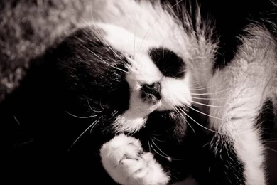 Goodbye To Our Good Little Friend