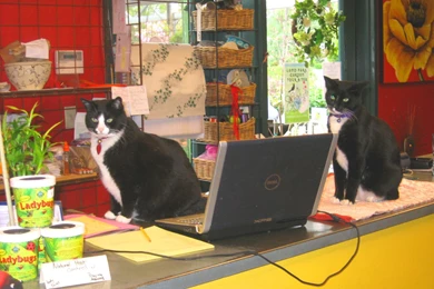 Cat Capital? A Purrrrrr fect Idea…Designate Sacramento An Official ...