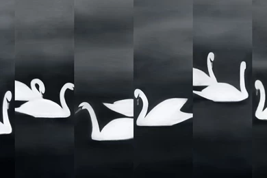 Maharam Digital Projects