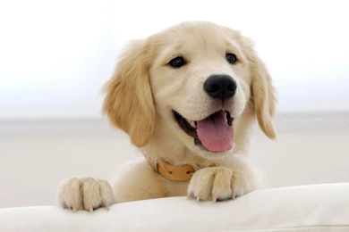 Wallpapers Animal Pet Puppy Awesome 84   1920 X 1080   Animals Pets ...