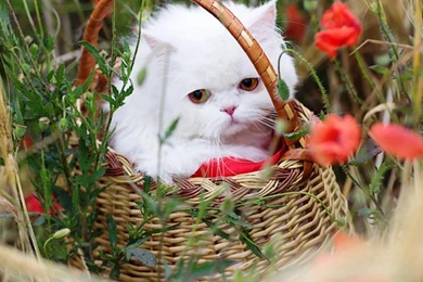 Wallpaper: White Cat, Pet, Animal, Adorable, Woven Basket, Plants ...