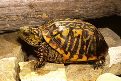 Free Wallpapers Ornate Box Turtle In Terrarium Pet Animal