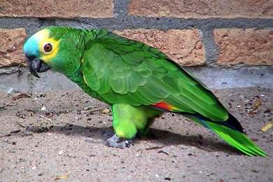 Free Wallpapers Blue Fronted Amazon Pet Animal