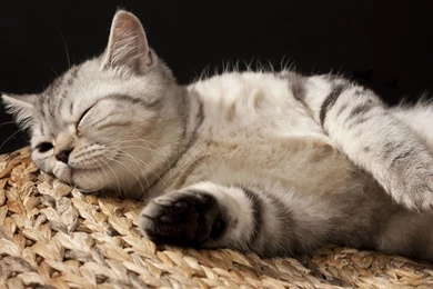 Close Up, Pet, Jump, Lovely, Sweet, Cat, Photo, Animal, Wallpapers