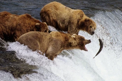 Wallpapers Animal Pet Puppy Awesome 604   1280 X 1024   Animals ...