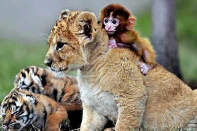 Cute Animal Wallpapers, Puffy, Hd Wild Life Photos, Pet Images ...