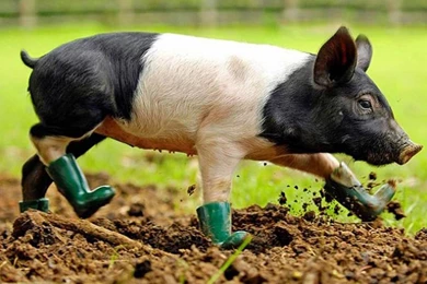 Funny Animal HD Wallpapers