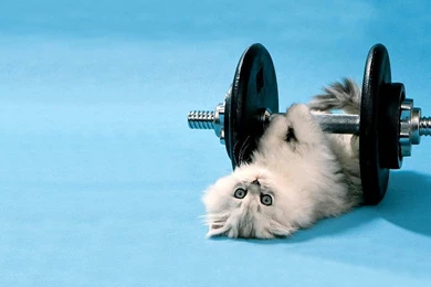 Funny Animal Wallpapers Desktop