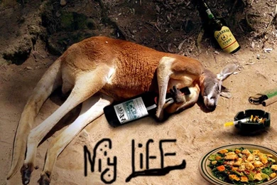 New Funny finest Wallpapers.jpg