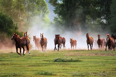Download Running Horses 6718 2560x1600 Px High Resolution ...
