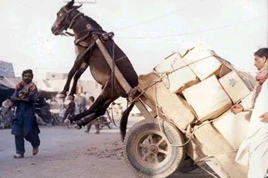 Funny Animal Wallpapers   Page 5   Crazy Frankenstein