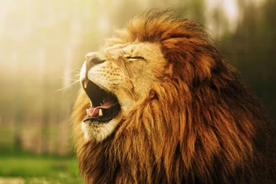 Yawning Lion Face Funny Animal Wallpapers