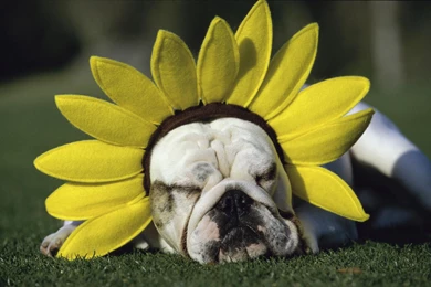 Download Funny Animal Wallpapers Picture