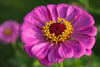 Pink Zinnia Wallpapers   Flower Wallpapers