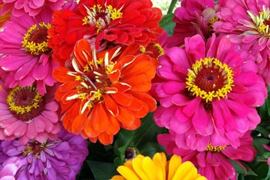 Zinnia Wallpapers (08 Hd Photos) Download