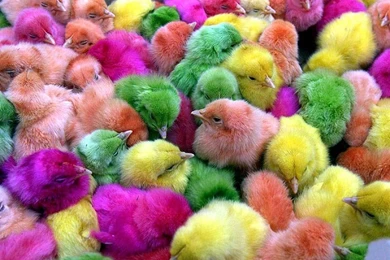 Funny Animal Wallpapers   Page 2   Crazy Frankenstein