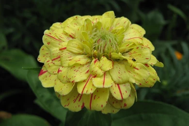 Yellow Zinnia