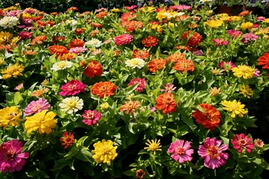 Beautiful Flowers Zinnia (Ciniya) In The Park Wallpapers And ...
