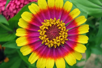 Zinnia Wallpapers   Keywords HERE