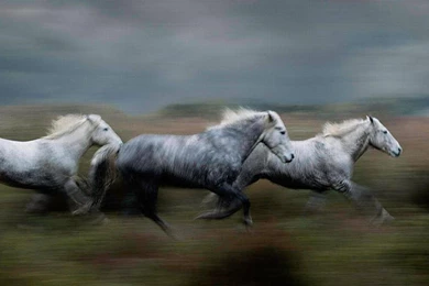 RUNNING HORSES WALLPAPER   (