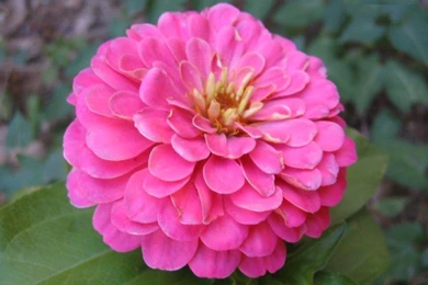 Zinnia Flower Wallpapers