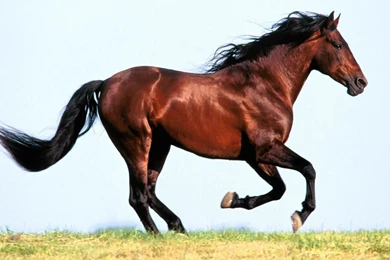 Running Horse Wallpapers   HD Wallpapers 2951