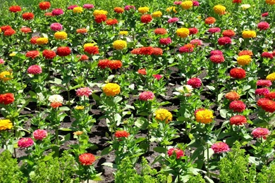 Beautiful Zinnia (Ciniya) At Their Summer Cottage Wallpapers And ...