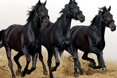 Running Horses Wallpaper, Size: 2560x1920