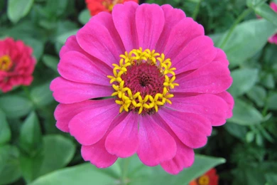 Purple Zinnia