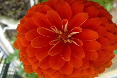 Pink Zinnia Flower Wallpapers Hd   Free Android Application ...