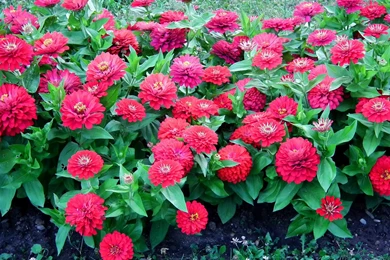 Wallpapers Zinnia Flowers Image