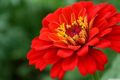 Red Zinnia Flower HD Desktop Wallpapers : Widescreen : High ...