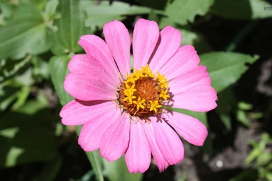 Interesting Pink Zinnia Close up Wallpapers   Flower Wallpapers ...